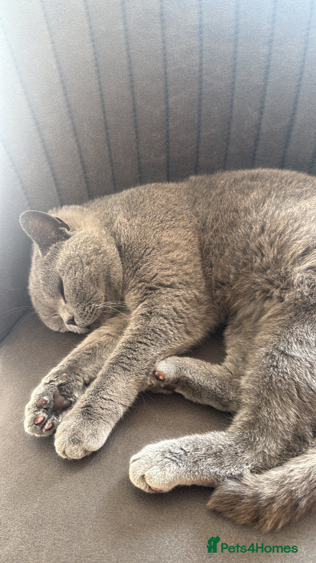 British Shorthair cats for sale: Beautiful 3 year old British blue short haired   - Image 2