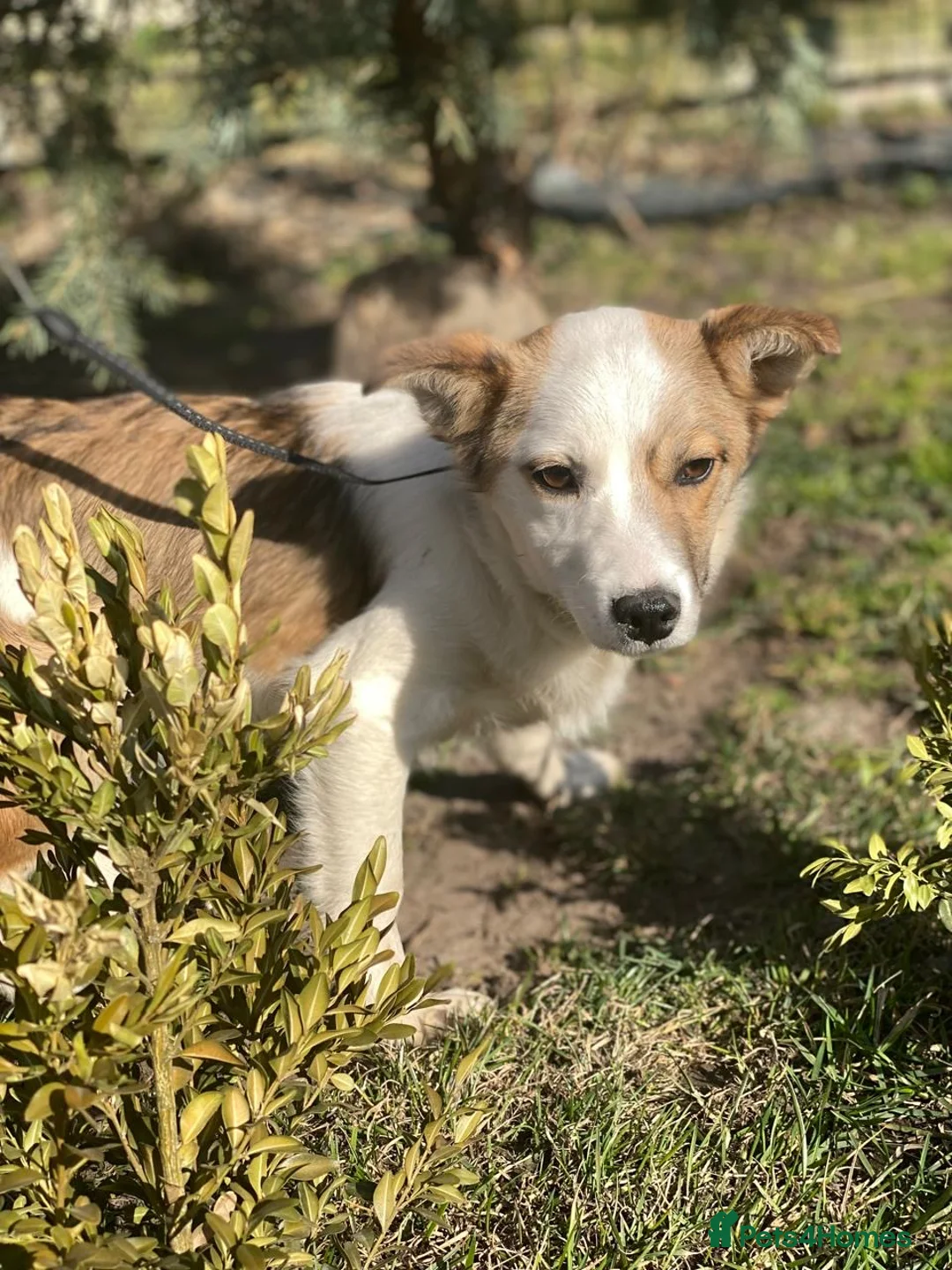 Mixed Breed dogs for adoption: ❤️🐶 ZHANNA – SMART & CHEEKY, SHE’LL OUTSMART YOU in Burton-on-Trent - Advert 2