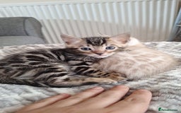 Bengal cats for sale: Beautiful bengal kitten - Image 1