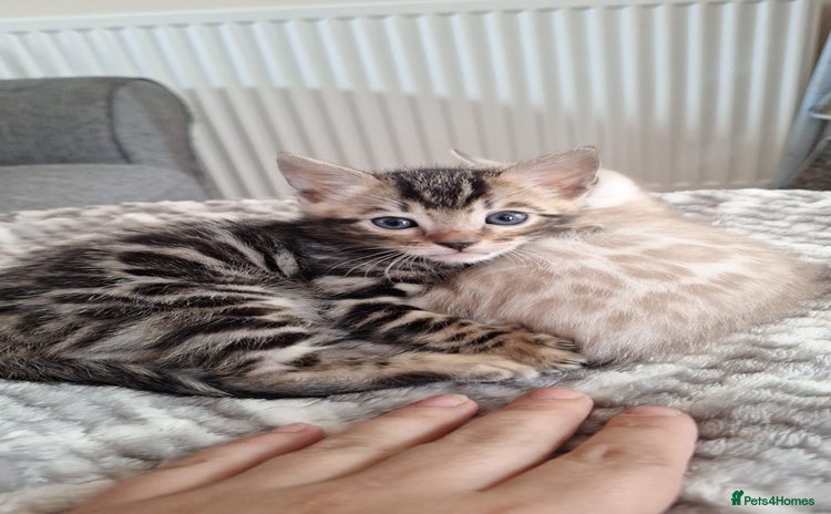 Bengal cats - Advert 2