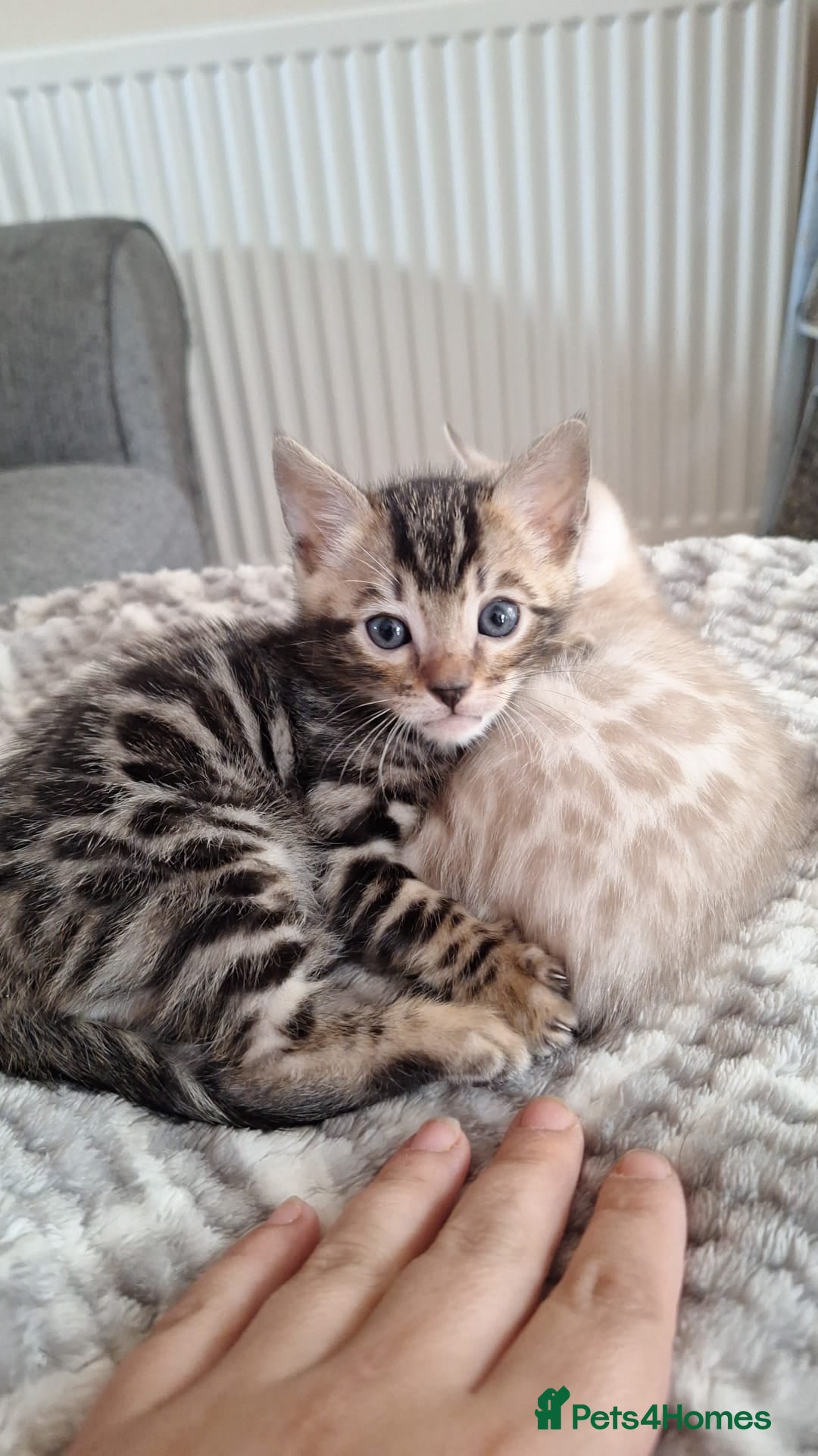 Bengal cats for sale: Beautiful bengal kitten - Image 1