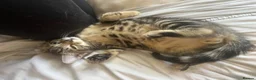 Mixed Breed cats for sale: 3 kittens in Stoke-on-Trent - Advert 9