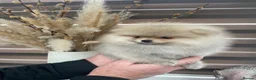 Pomeranian dogs for sale: KC mini Pomeranian  - Advert 10