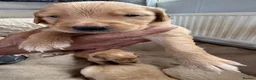 Golden Retriever dogs for sale: Extensively health tested parents!  - Advert 2