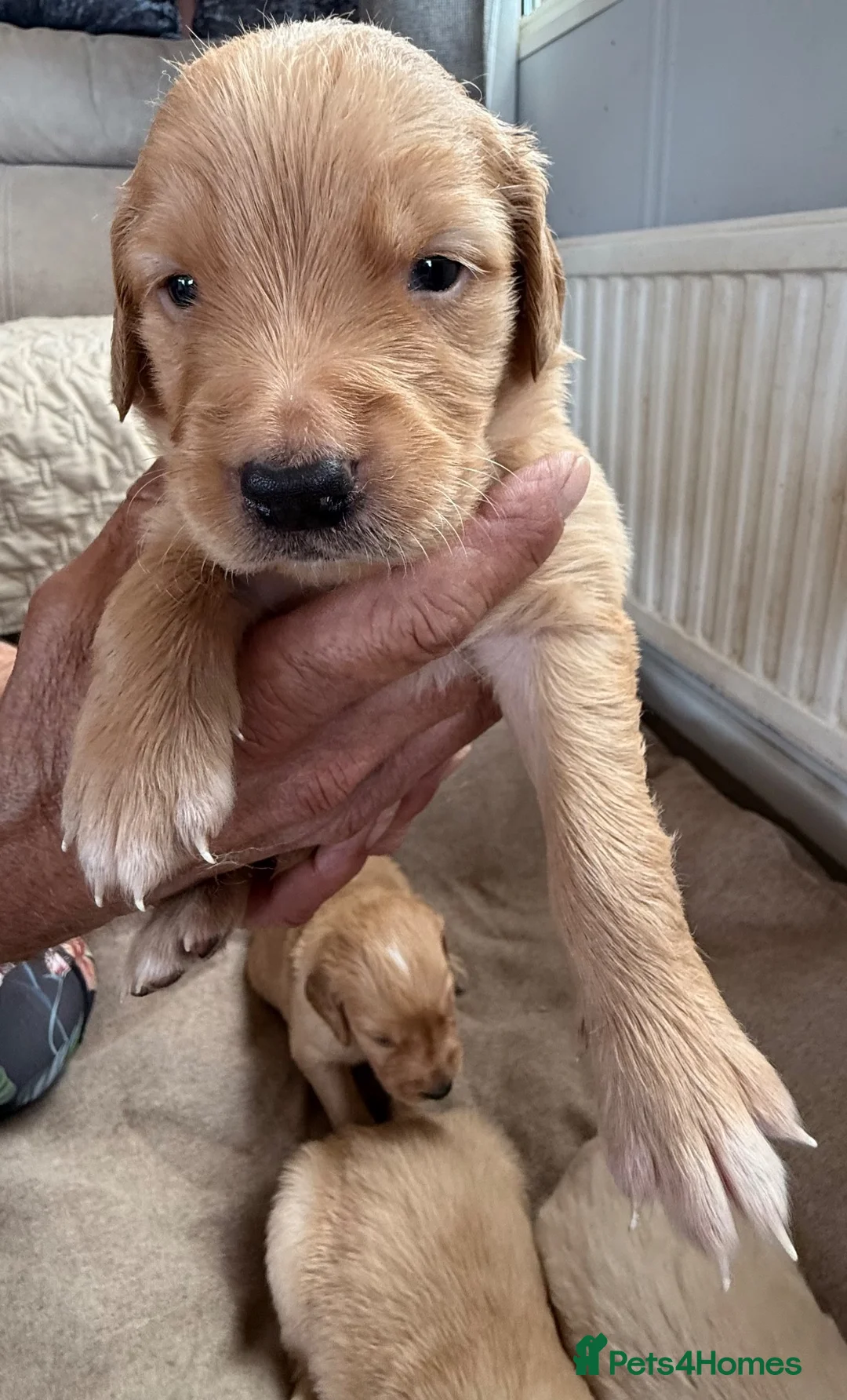 Golden Retriever dogs for sale: Extensively health tested parents!  - Advert 2