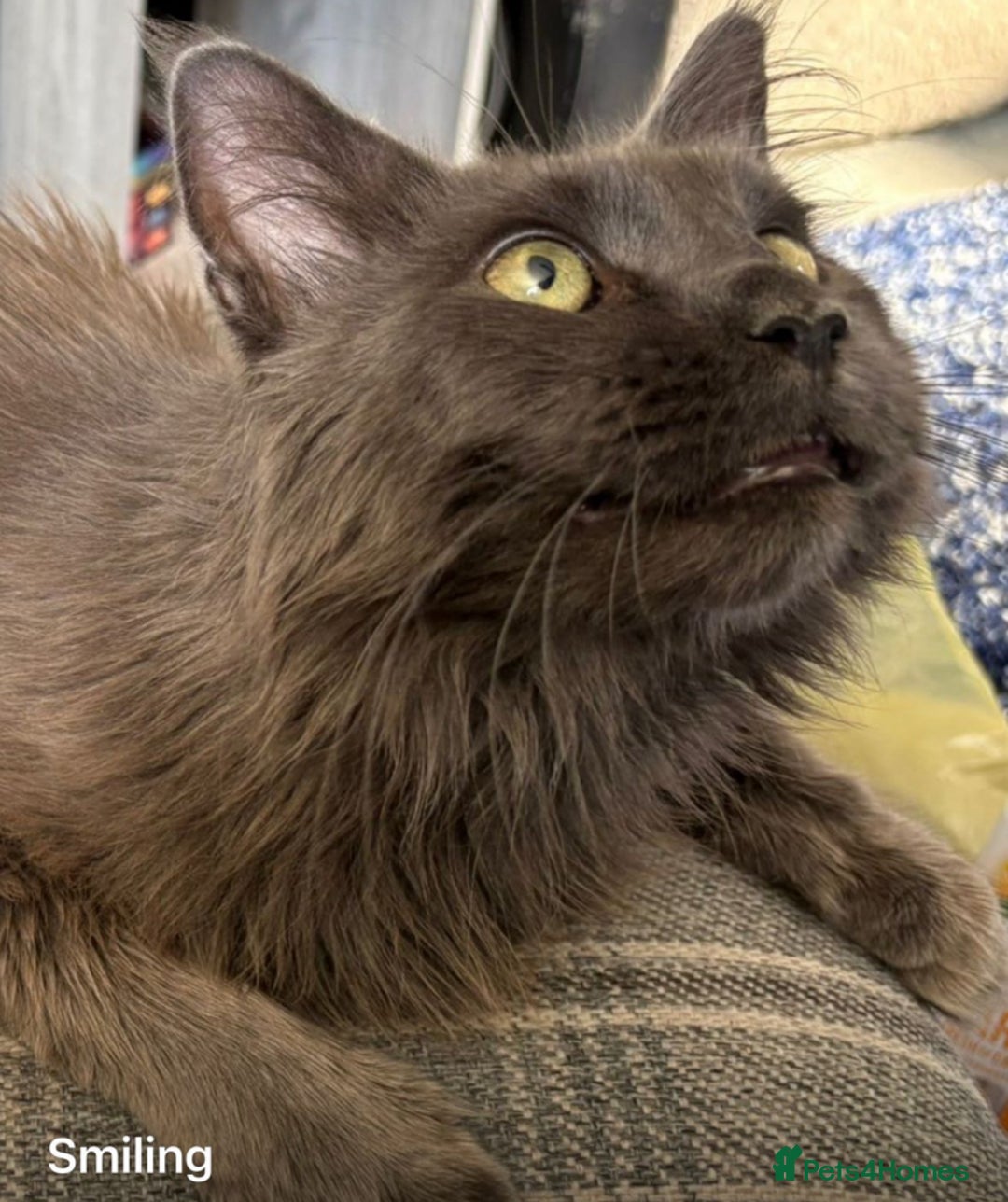 Maine Coon cats for sale: Beautiful unneutered solid blue male - Advert 7