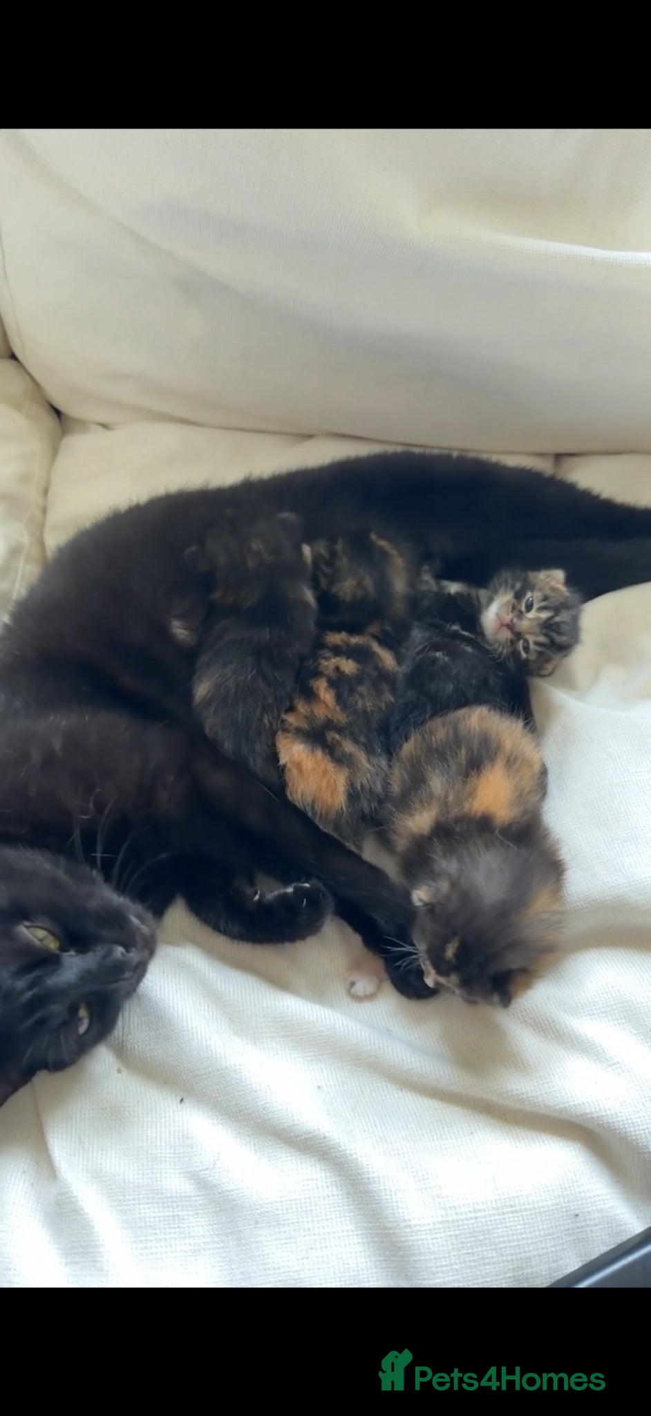 Mixed Breed cats Maincoone/ British short hair mix  - Advert 4