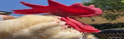Chickens poultry for sale: Genuinely Stunning White Leghorn Cockerel 🐓 - Advert 1