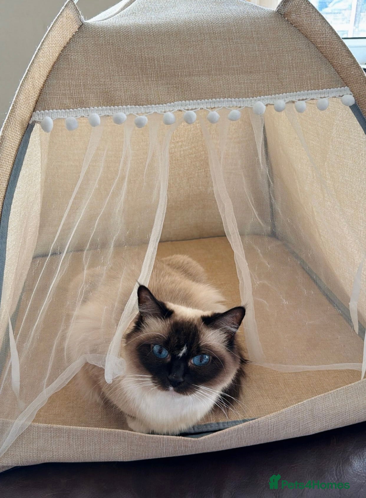 Ragdoll cats Beautiful Queen – Loving Home Required - Advert 1
