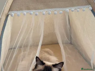 Ragdoll cats Beautiful Queen – Loving Home Required - Advert 1