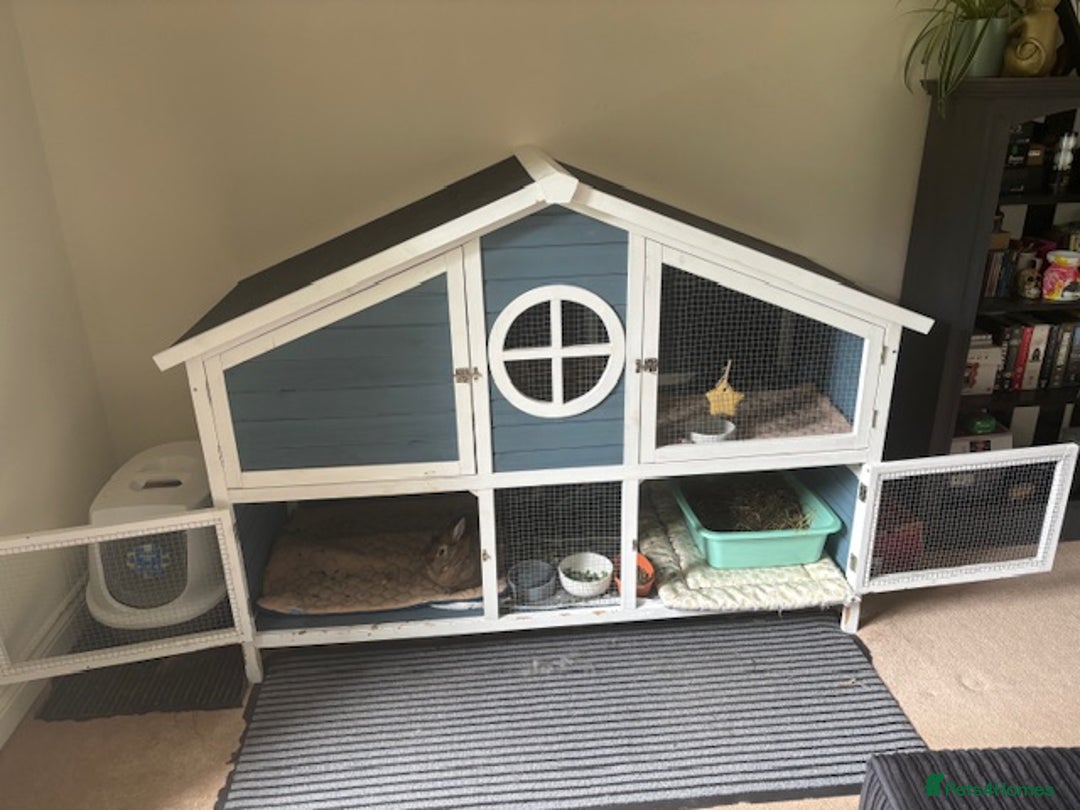 Netherland Dwarf rabbits for sale: Netherland dwarf rabbits for adoption - Image 9
