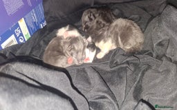 Maine Coon cats for sale: Maine coons x tabby - Image 4