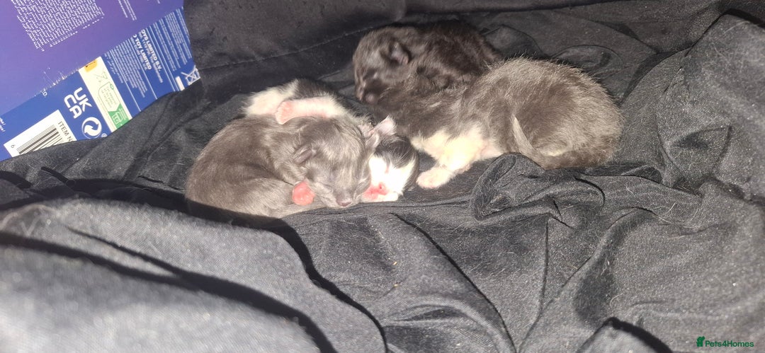 Maine Coon cats for sale: Maine coons x tabby - Image 4