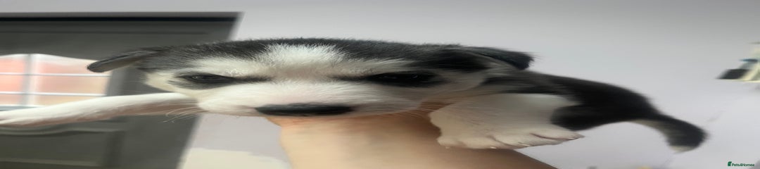 Siberian Husky Puppy 6