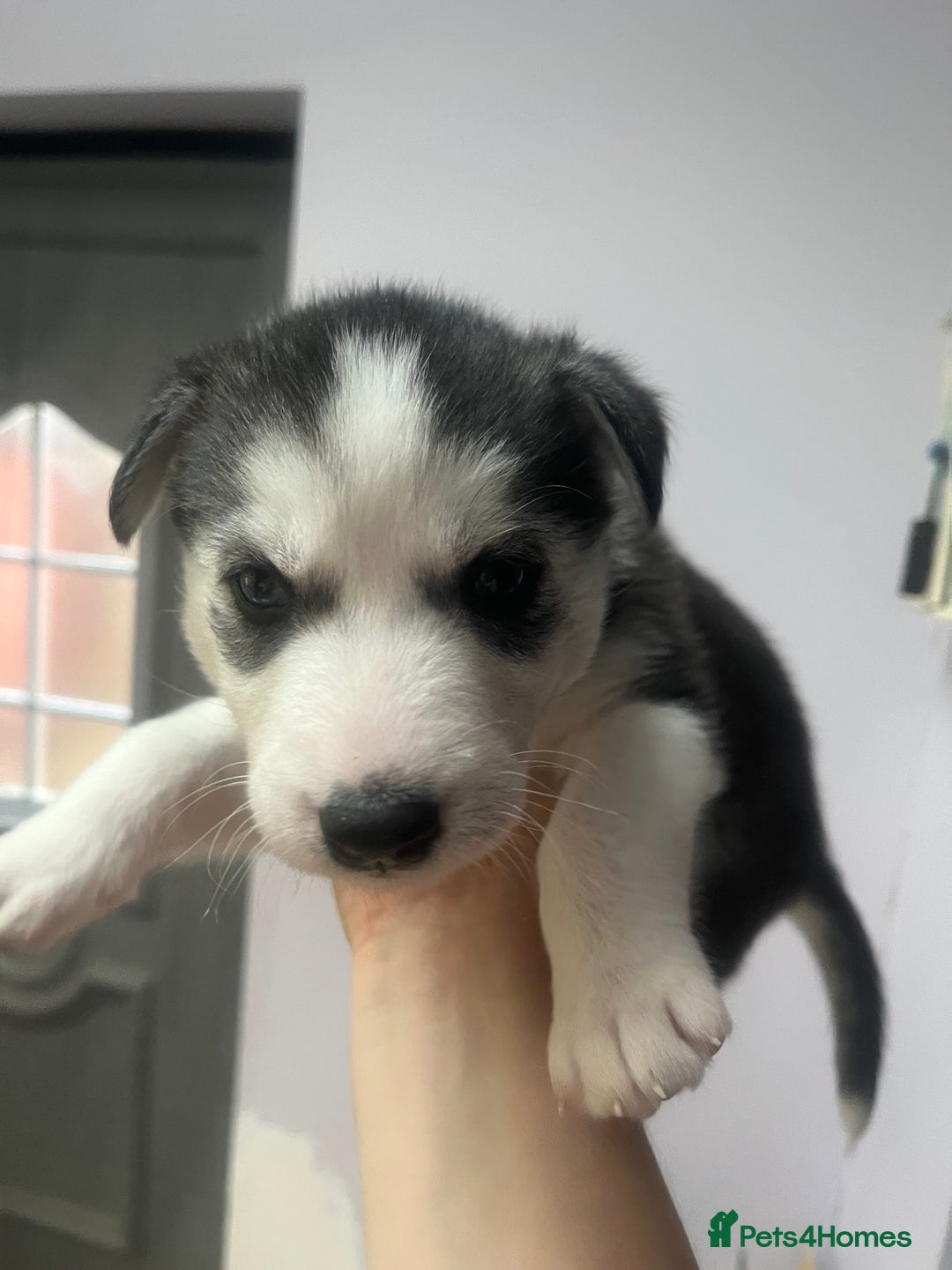 Siberian Husky dogs for sale: Siberian Husky puppies  - Advert 7