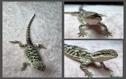 Bearded Dragon reptiles for sale: 6 Baby Bearded Dragons - Advert 6