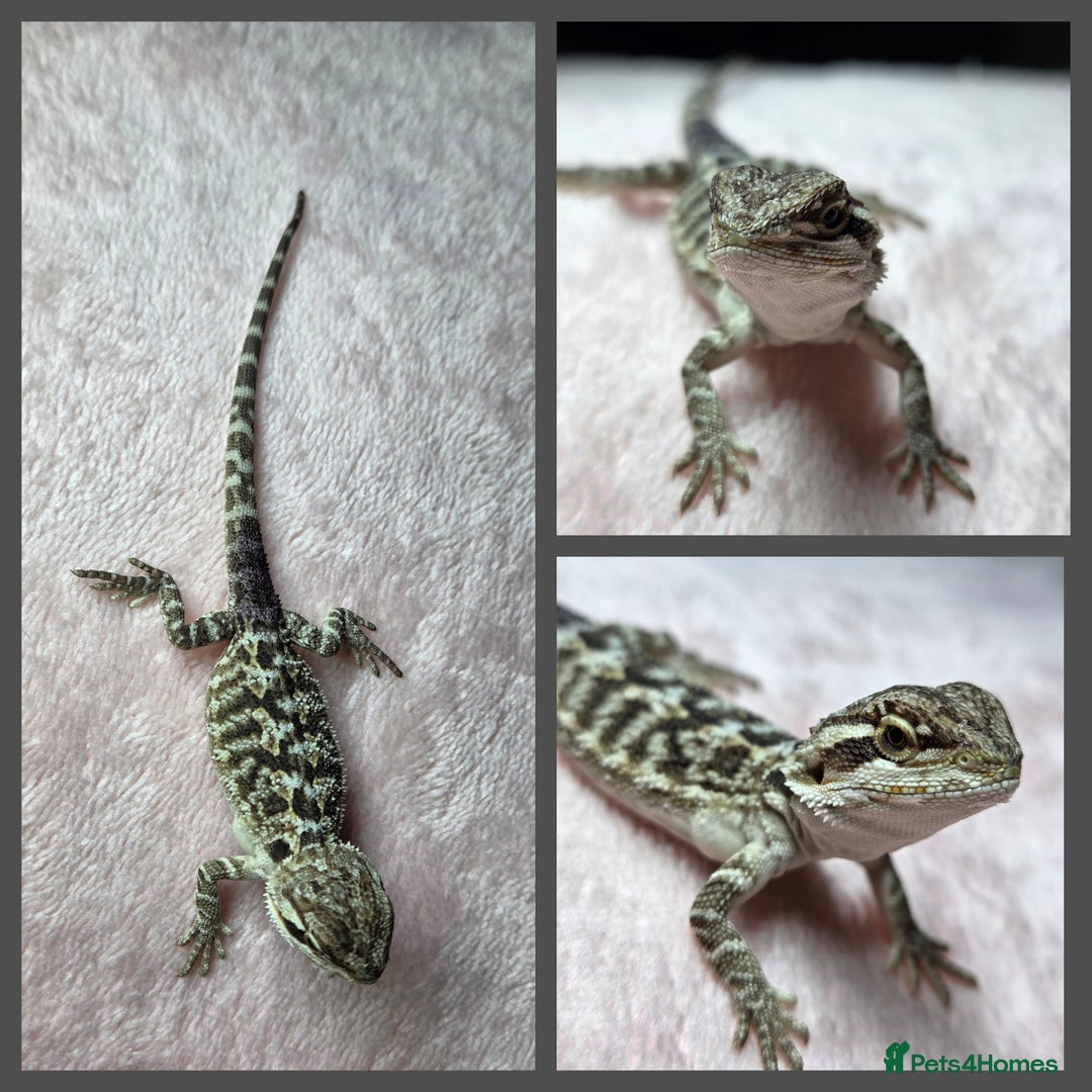 Bearded Dragon reptiles for sale: 6 Baby Bearded Dragons - Advert 6