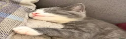 Domestic Shorthair cats for sale: Pair of gorgeous girls &all their bits in Lyme Regis - Advert 7