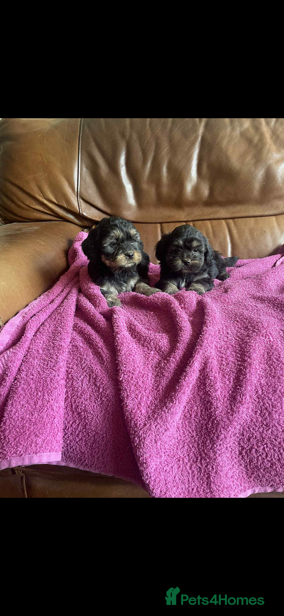 Lhasa Apso dogs for sale: Pedigree Lhasa Apso puppies  - Image 2