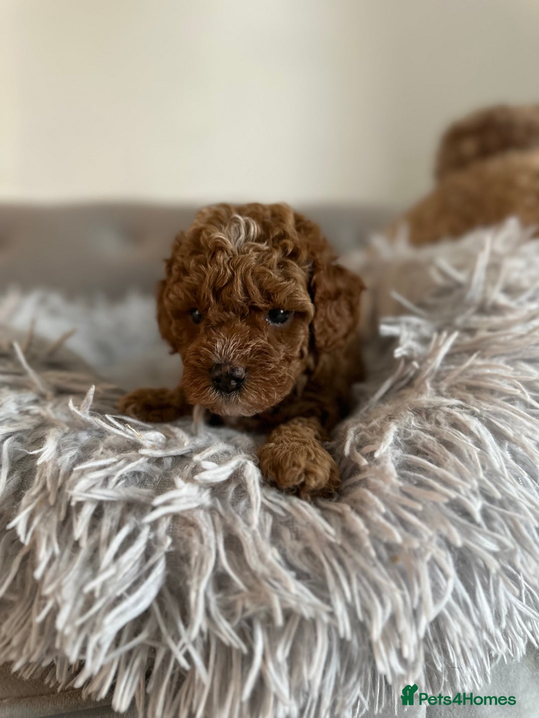 Cavapoo dogs for sale: Stunning Red Cavapoo Boys  - Image 6