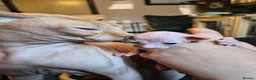 Sphynx cats for sale: Gorgeous Sphynx Kittens for sale - Advert 5