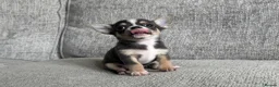 Chihuahua dogs for sale: 🐶Tiny exquisite RARE blue, Lilac & Chocolate Tri  - Advert 10