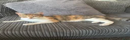 Mixed Breed cats for sale: 10 beautiful kittens in Birmingham - Advert 4