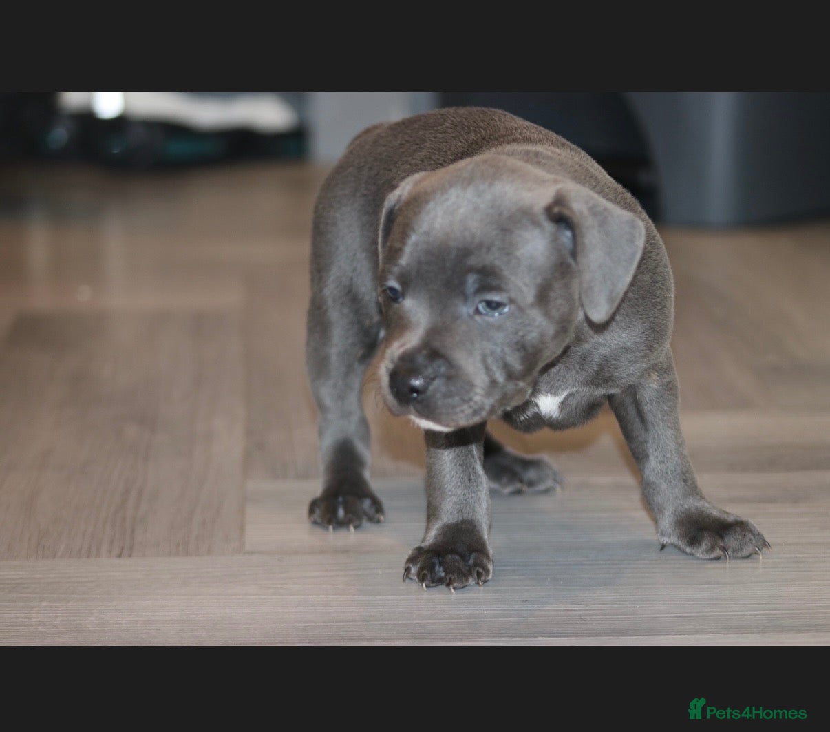 Staffordshire Bull Terrier dogs Blue staff puppies  - Advert 2