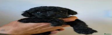 Cockapoo 4