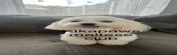 Maltese dogs for sale: Kikapaws Maltese puppies 🐶  - Advert 6