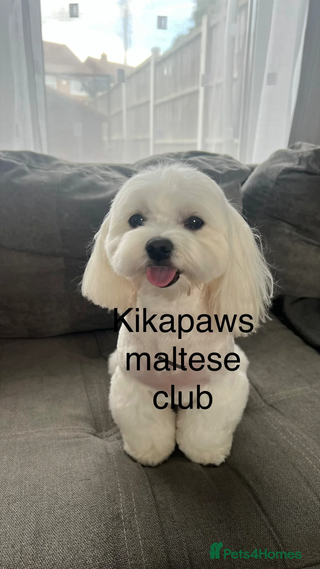 Maltese dogs for sale: Kikapaws Maltese puppies 🐶  - Advert 6