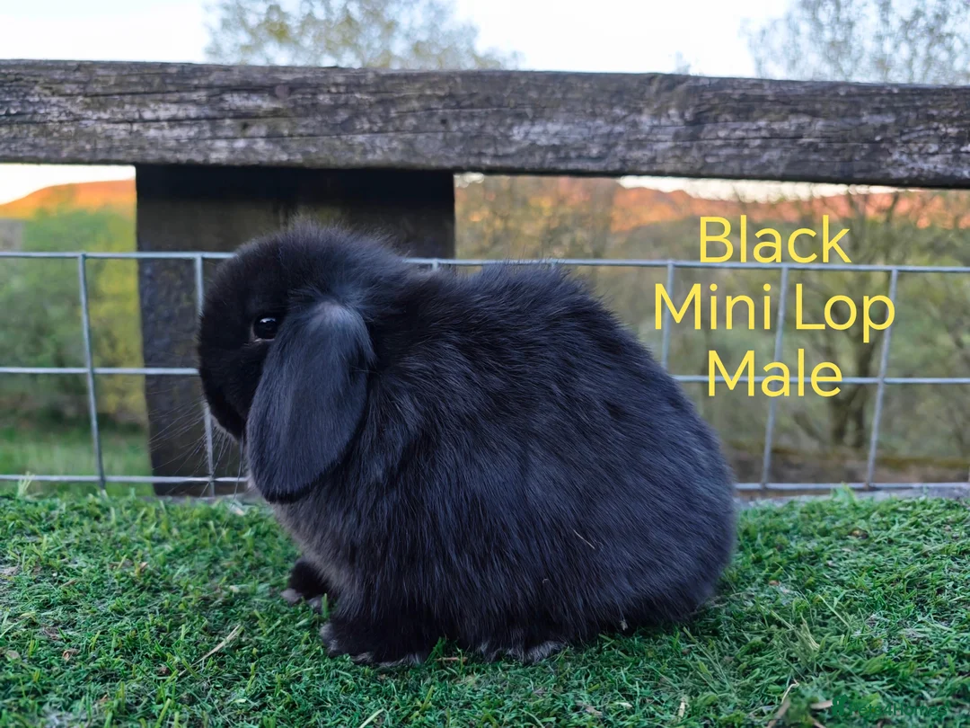 Mini Lop rabbits for sale: Various young Mini Lops  in Ashton-under-Lyne - Advert 6