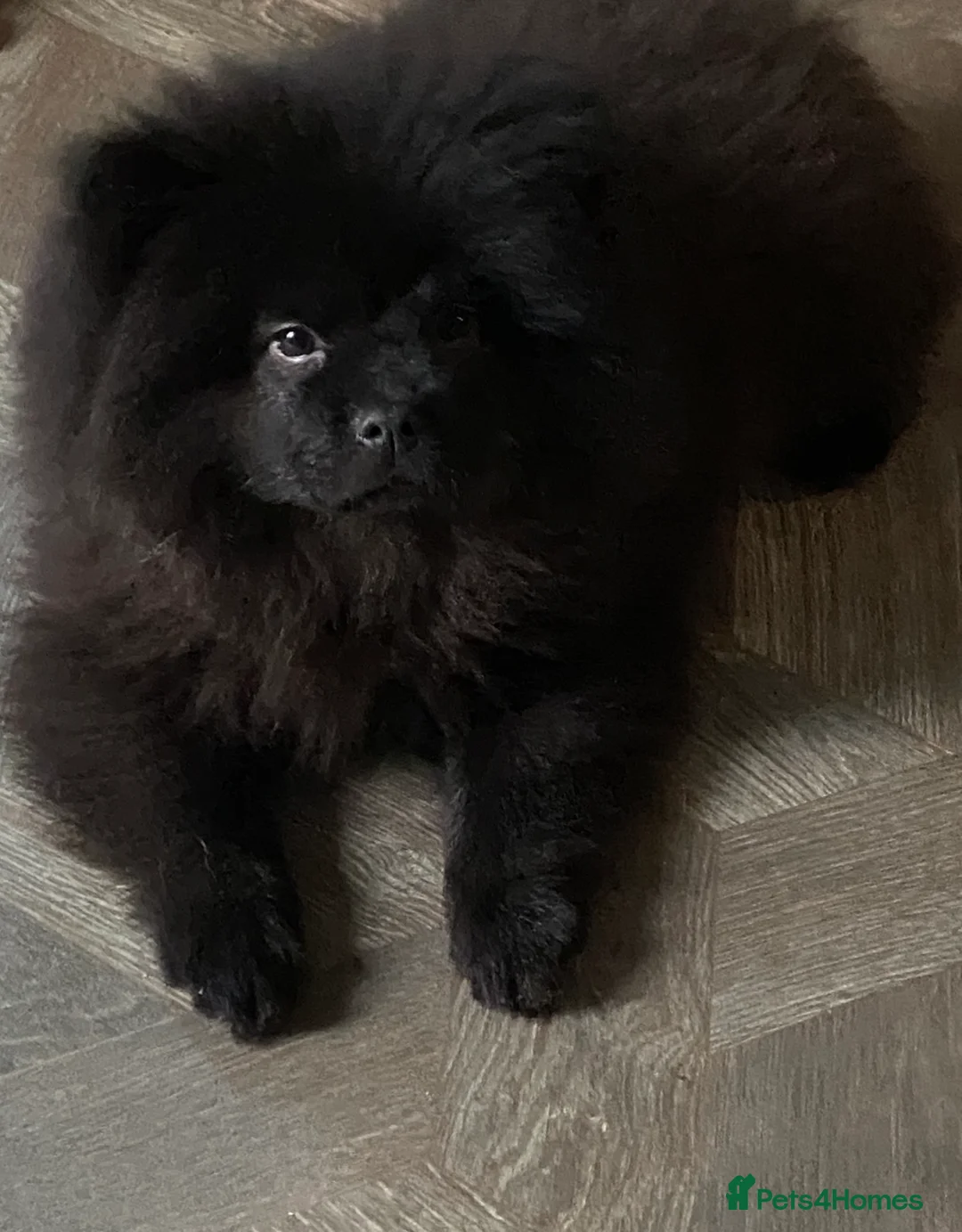 Mixed Breed dogs for sale: For sale 1 unique chowpom Puppy - Advert 3