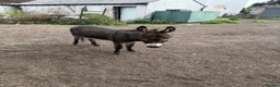Donkey livestock for sale: Miniature Donkey 3 years in Chester - Advert 2