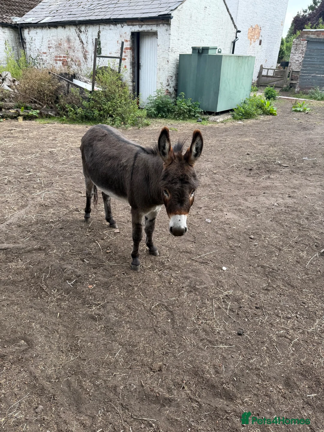 Donkey livestock for sale: Miniature Donkey 3 years in Chester - Advert 2