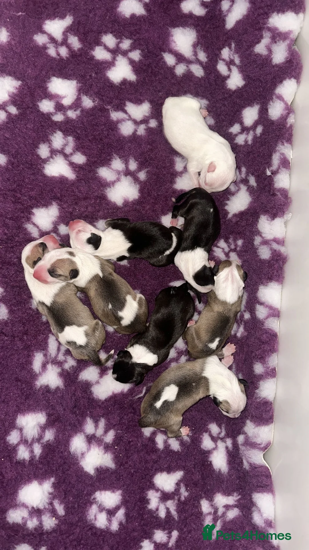 English Bull Terrier dogs for stud: Proven English bull terrier for stud - Advert 2