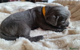 Cane Corso dogs for sale: Cane corso puppies  - Image 18
