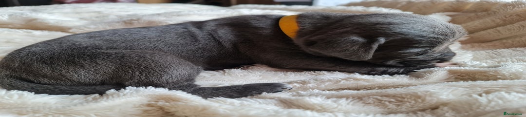 Cane Corso Puppy 3