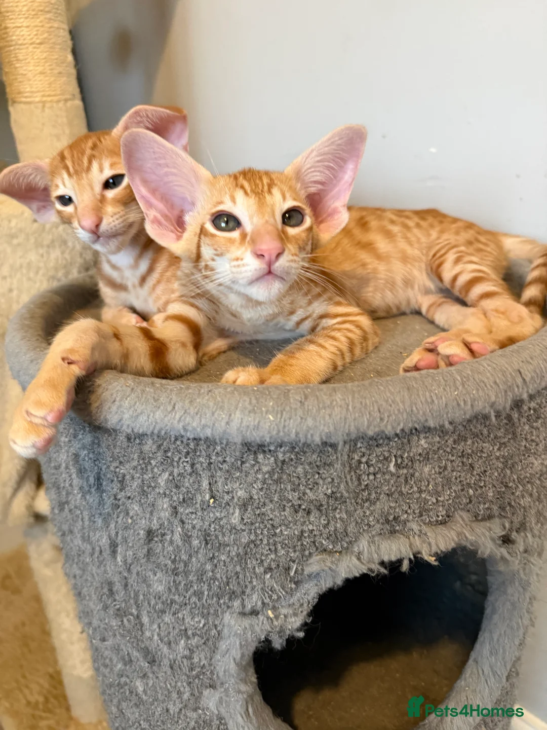 British Shorthair cats for sale: Beautiful GCCF Registered Baby Boy - Georgie 💙 - Advert 7