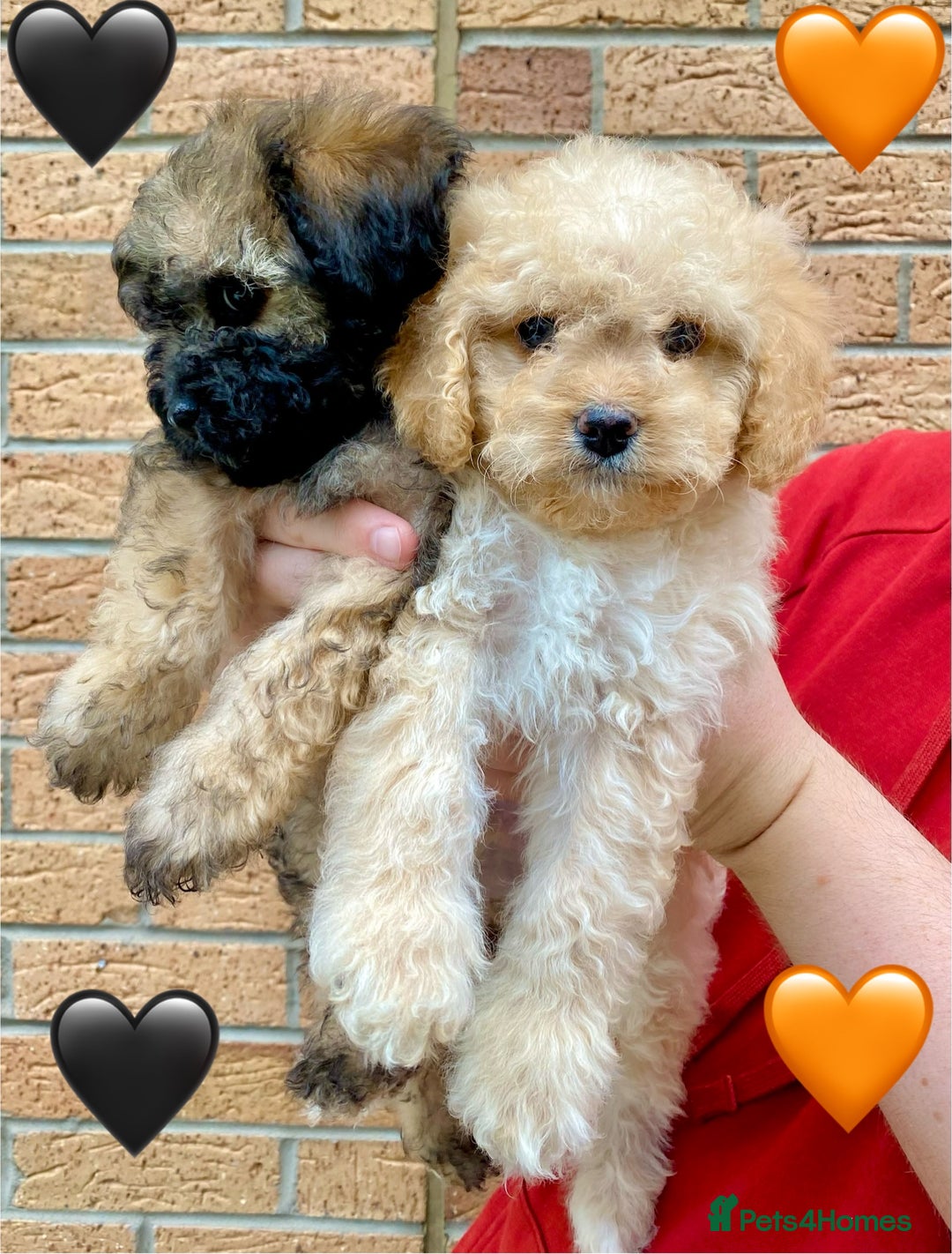 Cavapoo dogs for sale: 💖 Top Quality F1B Cavapoo Puppies DNA TESTED 💖 - Image 15