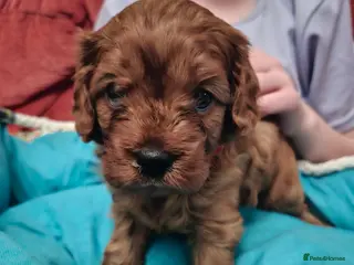 Cavapoo dogs Cavapoo - Advert 1