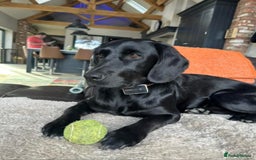 Cockerdor dogs for sale: 🐾FULL HEALTH TESTED BLACK COCKERDORS FOR SALE🐾 in Market Drayton - Image 21