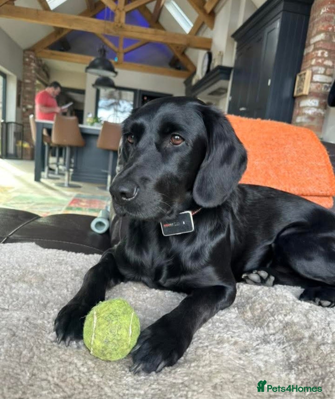 Cockerdor dogs for sale: 🐾FULL HEALTH TESTED BLACK COCKERDORS FOR SALE🐾 in Market Drayton - Image 21