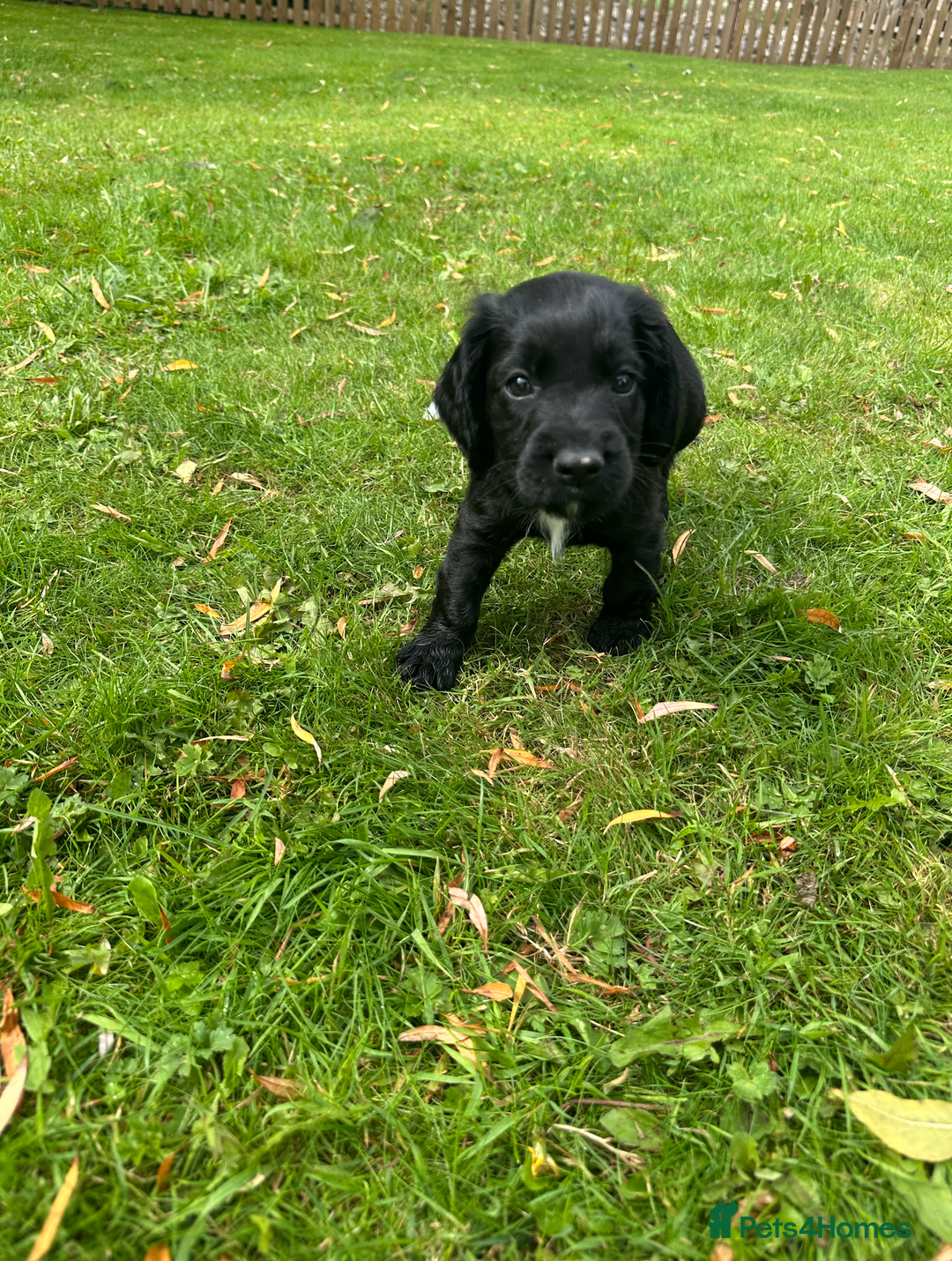 Cocker Spaniel dogs for sale: Cocker Spaniel Puppies - Image 3