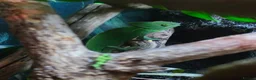 Chameleon reptiles for sale: Female Velied Chameleon  - Advert 1