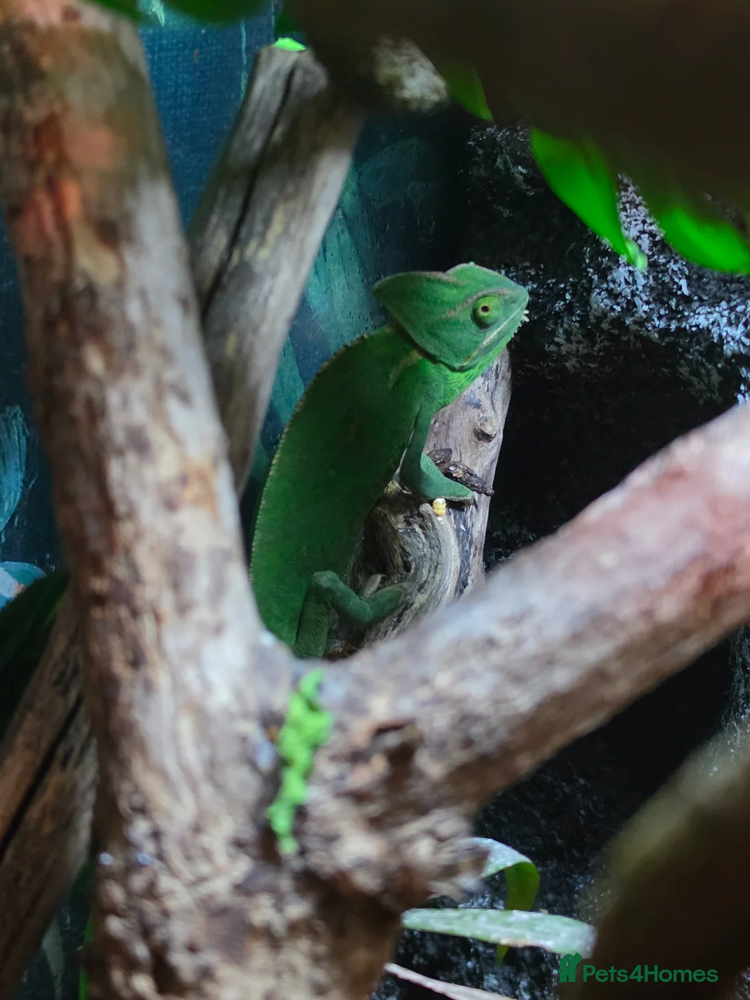 Chameleon reptiles for sale: Female Velied Chameleon  - Advert 1