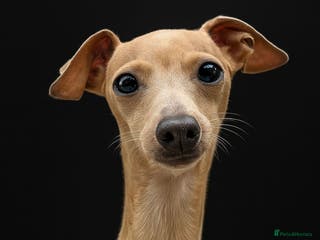 Italian Greyhound dogs Tiny stud with HUGE personality - Advert 1