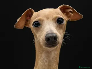 Italian Greyhound dogs Tiny stud with HUGE personality - Advert 1