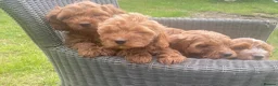 Cockapoo dogs for sale: Adorable cockerpoos puppies - Advert 5