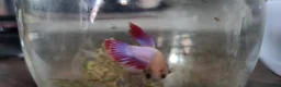 Bettas fish for sale: Male betta in Stourbridge - Advert 3